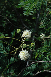Berlandier Acacia (Acacia berlandieri) at Lakeshore Garden Centres