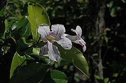Violet Trumpet Vine (Bignonia violacea) at Stonegate Gardens