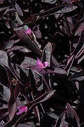 Purple Queen (Setcreasea pallida 'Purple Queen') at A Very Successful Garden Center