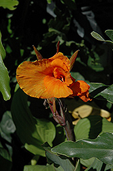 Orange Beauty Canna (Canna 'Orange Beauty') at A Very Successful Garden Center