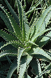 Hedgehog Aloe (Aloe humilis 'Hedgehog') at A Very Successful Garden Center