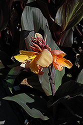 Pacific Beauty Canna (Canna 'Pacific Beauty') at A Very Successful Garden Center