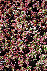 Red Carpet Stonecrop (Sedum spurium 'Red Carpet') at Lakeshore Garden Centres