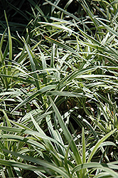 Aztec Grass Lily Turf (Liriope muscari 'Aztec Grass') at A Very Successful Garden Center
