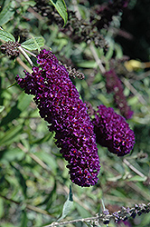 Nanho Purple Butterfly Bush (Buddleia davidii 'Nanho Purple') at A Very Successful Garden Center