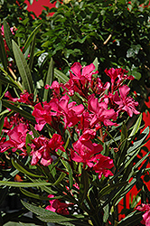 Calypso Oleander (Nerium oleander 'Calypso') at A Very Successful Garden Center