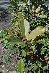 Chinese Photinia (Photinia serratifolia) at Stonegate Gardens