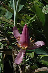 Dwarf Lavender Flowering Banana (Musa ornata 'Dwarf Lavender') at A Very Successful Garden Center