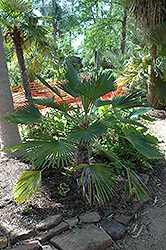 Kumaon Palm (Trachycarpus takil) at Stonegate Gardens