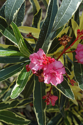 Twist Of Pink Oleander (Nerium oleander 'Planst') at A Very Successful Garden Center