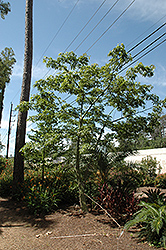 Silk Floss Tree (Chorisia speciosa) at A Very Successful Garden Center