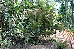 Brazoria Palmetto Palm (Sabal x brazoriensis) at A Very Successful Garden Center