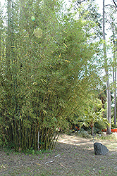 Glabra Bamboo (Bambusa textilis 'Glabra') at A Very Successful Garden Center