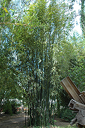 Emerald Bamboo (Bambusa mutabilis) at A Very Successful Garden Center