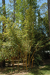 Painted Bamboo (Bambusa vulgaris 'Vittata') at Lakeshore Garden Centres