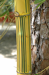 Painted Bamboo (Bambusa vulgaris 'Vittata') at A Very Successful Garden Center