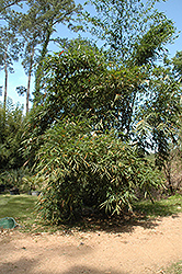 Parker Giant Bamboo (Dendrocalamus 'Parker Giant') at A Very Successful Garden Center