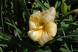 Richly Blessed Daylily (Hemerocallis 'Richly Blessed') at Lakeshore Garden Centres