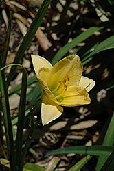 Scruples Daylily (Hemerocallis 'Scruples') at Lakeshore Garden Centres