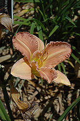 Jerry's Pride Daylily (Hemerocallis 'Jerry's Pride') at A Very Successful Garden Center