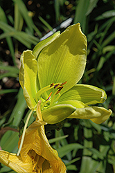 Green Pinwheel Daylily (Hemerocallis 'Green Pinwheel') at A Very Successful Garden Center