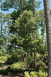 Cherrybark Oak (Quercus pagoda) at A Very Successful Garden Center