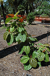 Roxburgh Fig (Ficus auriculata) at A Very Successful Garden Center