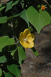 Indian Mallow Bush (Bakeridesia integerrima) at A Very Successful Garden Center