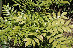 Zamia Fern (Bowenia spectabilis) at A Very Successful Garden Center