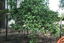 First Lady Yaupon Holly (Ilex vomitoria 'First Lady') at Stonegate Gardens