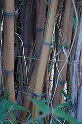 Variegated Buddha's Belly Bamboo (Bambusa tuldoides 'Ventricosa Kimmei') at A Very Successful Garden Center