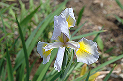 Missouri Streams Iris (Iris 'Missouri Streams') at Lakeshore Garden Centres