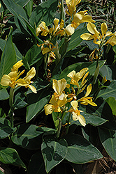 Yellow Leopard Canna (Canna 'Yellow Leopard') at A Very Successful Garden Center