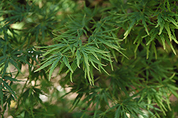 Green Mist Japanese Maple (Acer palmatum 'Green Mist') at A Very Successful Garden Center