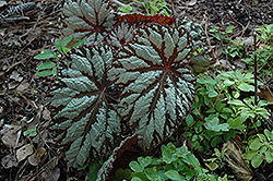 Judy Cook Begonia (Begonia 'Judy Cook') at A Very Successful Garden Center