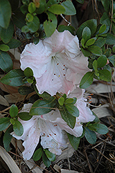 Gwenda Azalea (Rhododendron 'Gwenda') at A Very Successful Garden Center