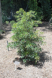 Bronze Beauty Cleyera (Ternstroemia gymnanthera 'Conthery') at A Very Successful Garden Center