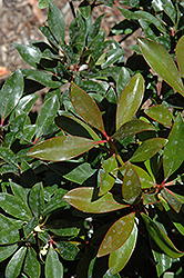 Bronze Beauty Cleyera (Ternstroemia gymnanthera 'Conthery') at Lakeshore Garden Centres
