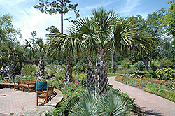 Texas Palmetto (Sabal mexicana) at Stonegate Gardens