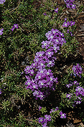 Veralena Fancy Lavender Verbena (Verbena 'Veralena Fancy Lavender') at A Very Successful Garden Center