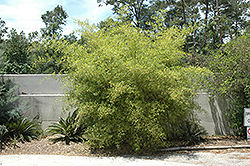 Chinese Thorny Bamboo (Bambusa sinospinosa) at A Very Successful Garden Center
