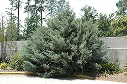 Carolina Sapphire Arizona Cypress (Cupressus arizonica 'Carolina Sapphire') at A Very Successful Garden Center