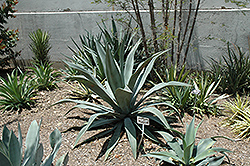 Golden Flowered Century Plant (Agave chrysantha) at A Very Successful Garden Center