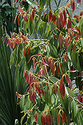 Japanese Cinnamon (Cinnamomum japonicum) at Stonegate Gardens