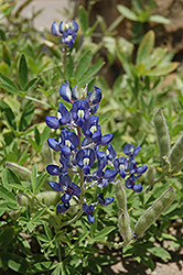Texas Bluebonnet (Lupinus texensis) at A Very Successful Garden Center