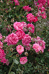 Fellenberg Rose (Rosa 'Fellenberg') at A Very Successful Garden Center