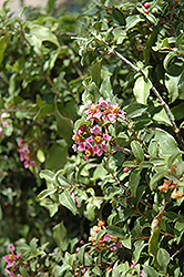 Acerola (Malpighia emarginata) at A Very Successful Garden Center