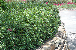 Acerola (Malpighia emarginata) at A Very Successful Garden Center