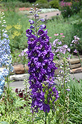 Magic Fountains Purple Larkspur (Delphinium 'Magic Fountains Purple') at A Very Successful Garden Center