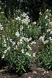 Solstice White Snapdragon (Antirrhinum majus 'Solstice White') at A Very Successful Garden Center